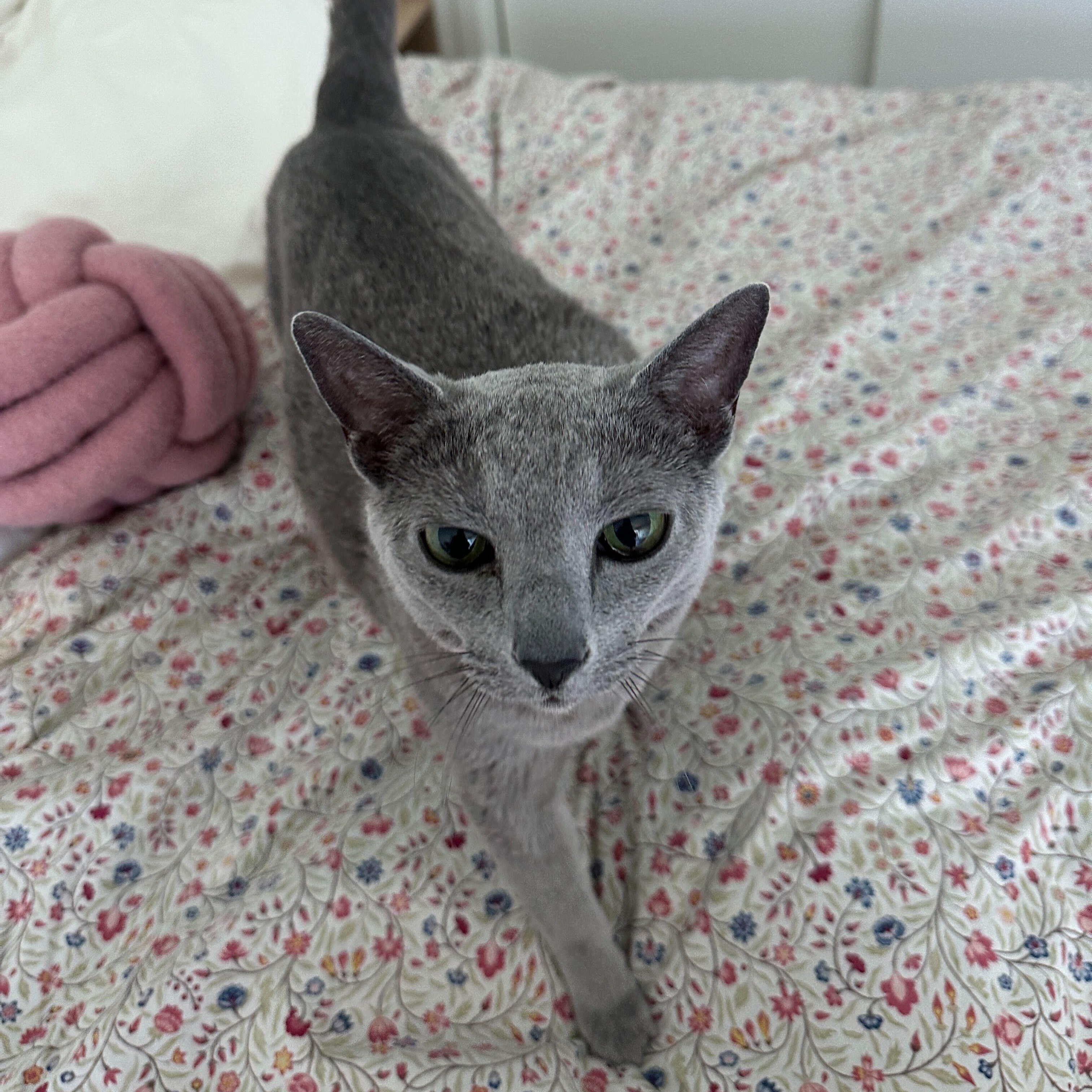 Finn