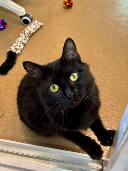 Indigo, Adoptable, Adult Female Domestic Medium Hair & Domestic Short Hair.