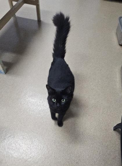 Enlarge Indigo, a Adoptable mixed breed in Cumming, GA image 3/3