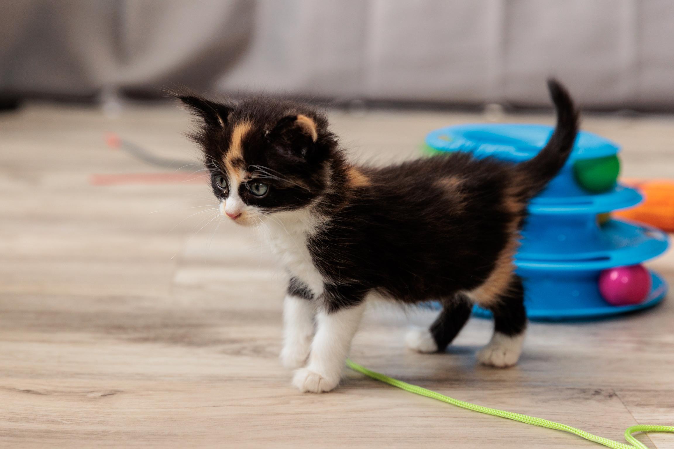 Muffin, an adopted mixed breed in Gainesville, VA image 2/6