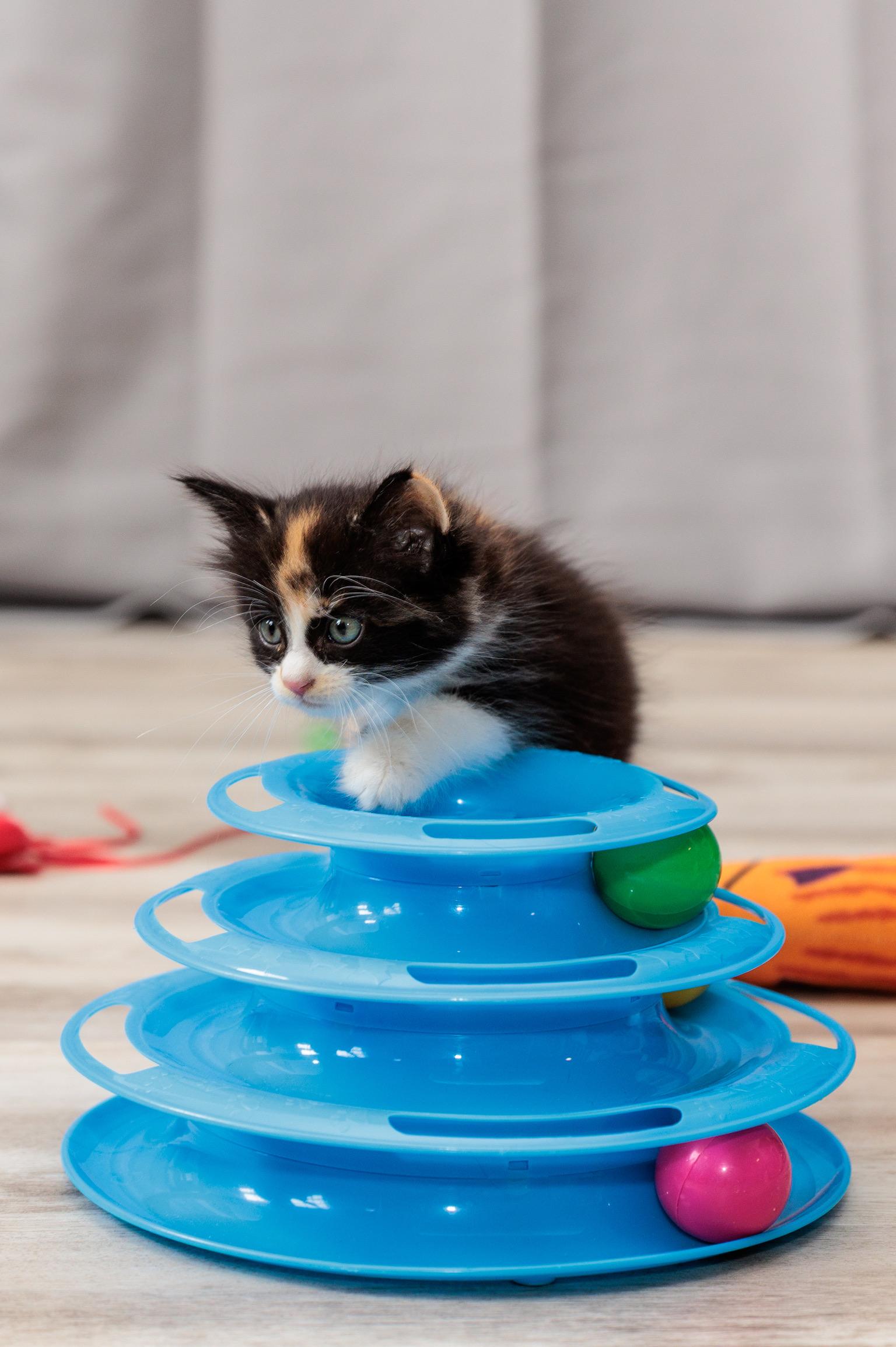 Muffin, an adopted mixed breed in Gainesville, VA image 3/6