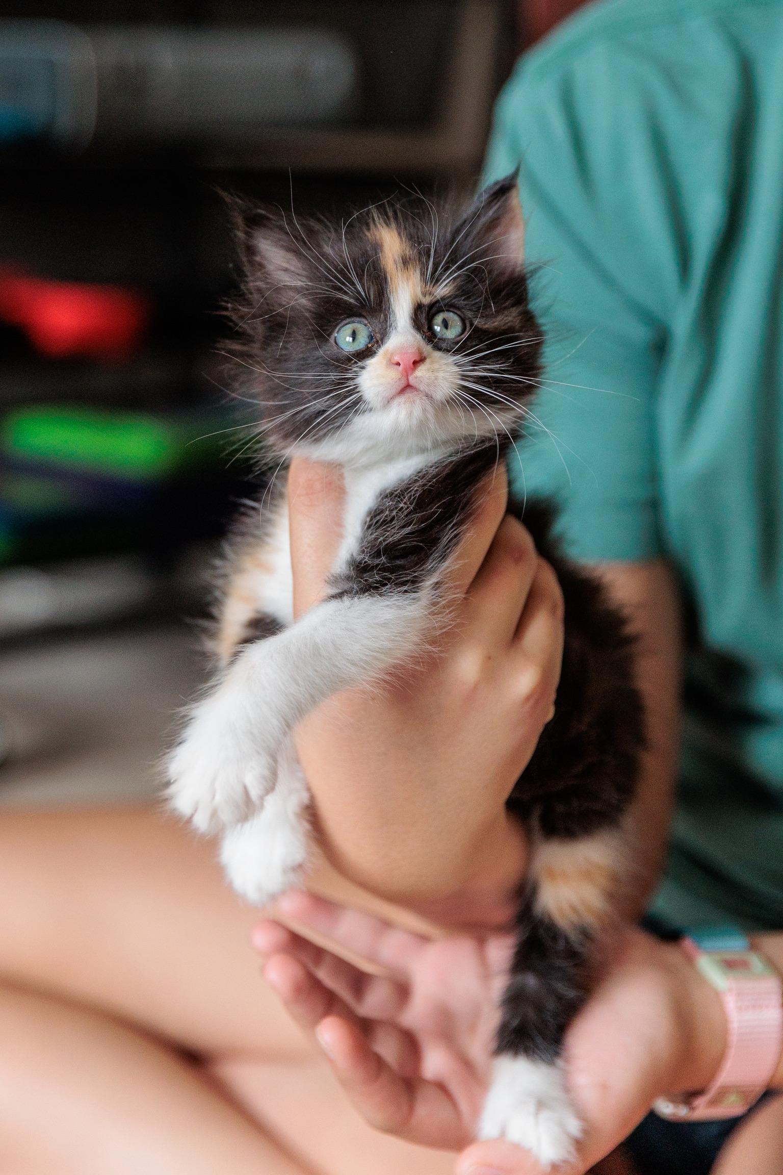 Muffin, adopted, Kitten Female Domestic Long Hair.