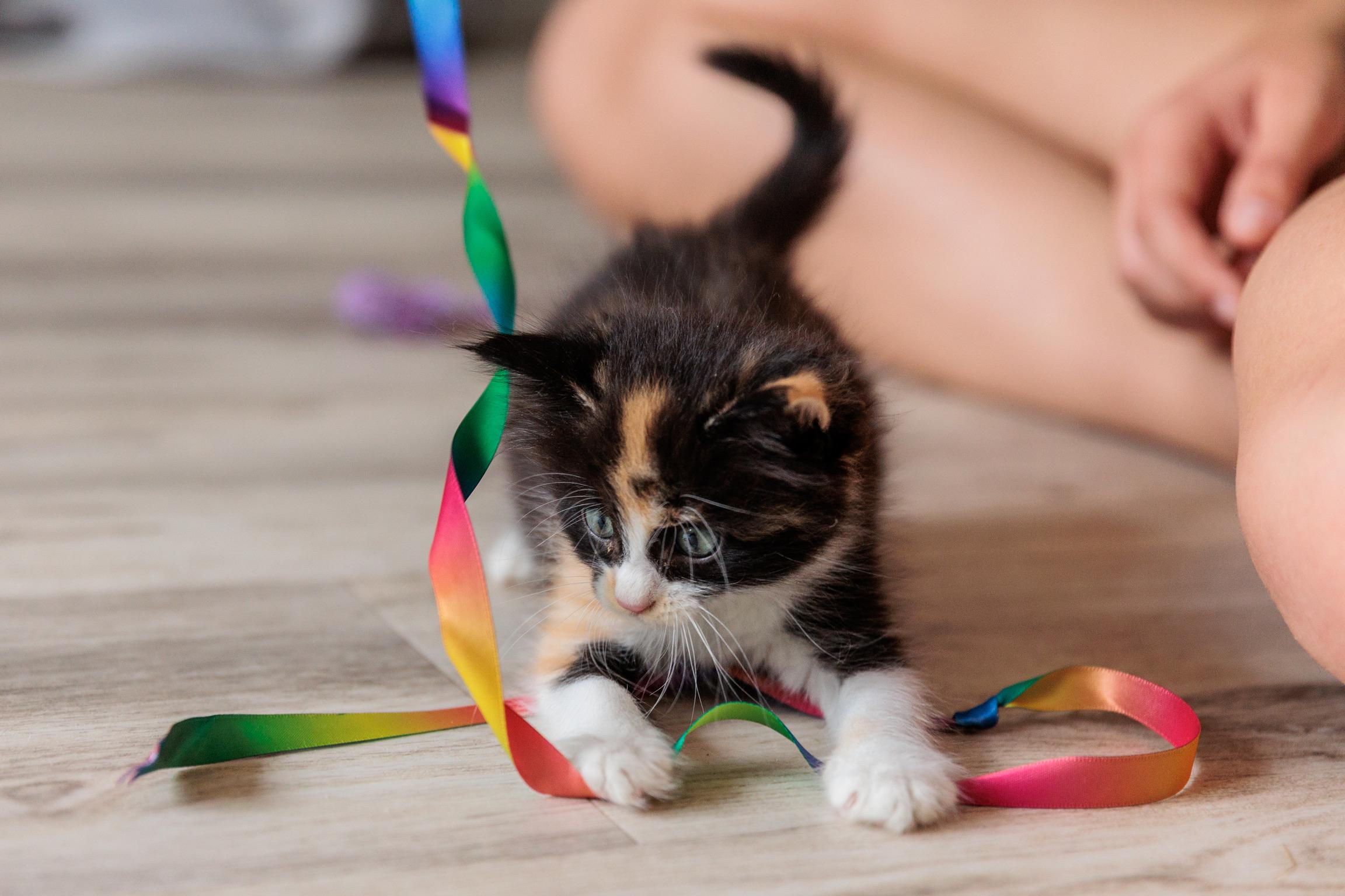 Muffin, an adopted mixed breed in Gainesville, VA image 5/6