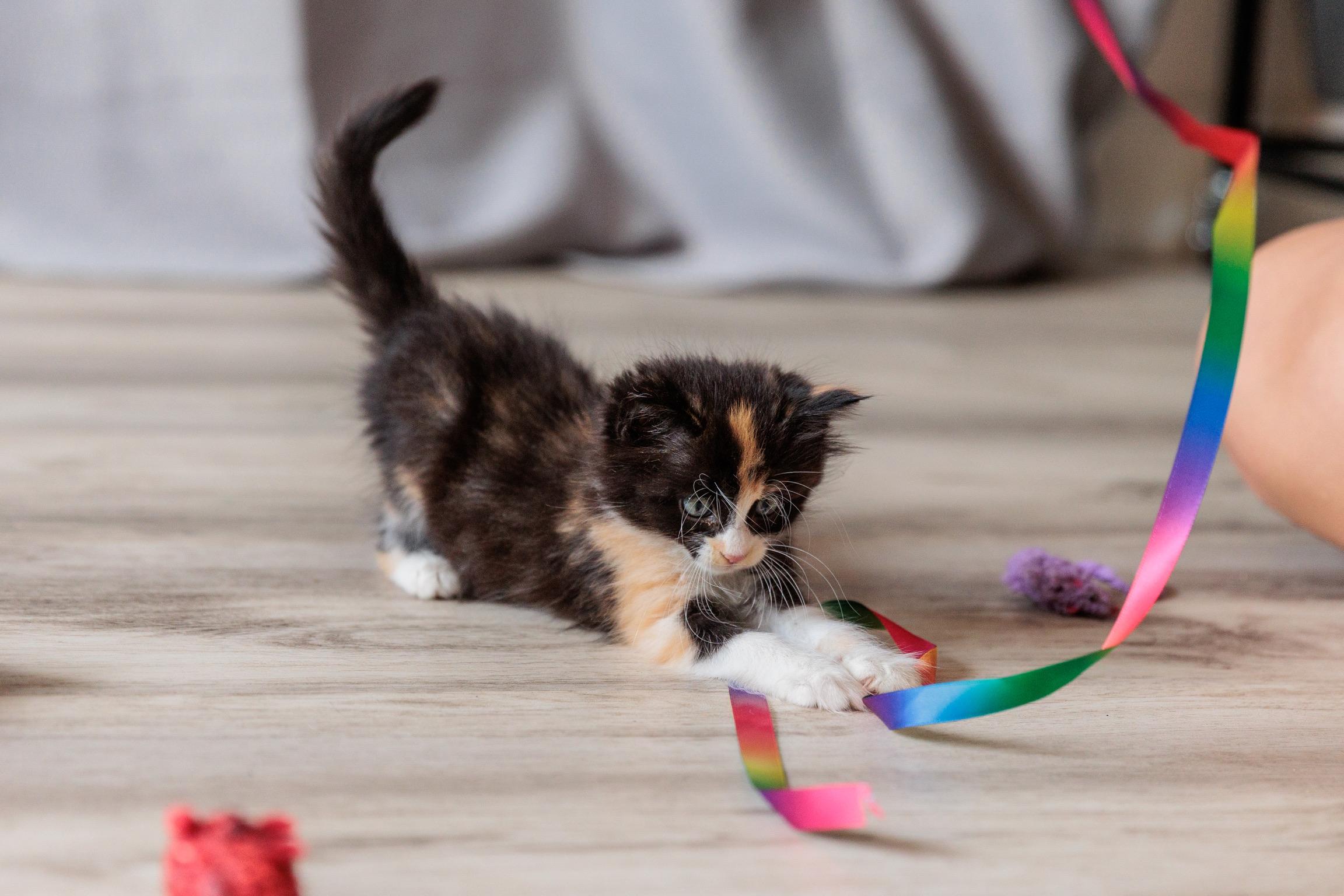 Muffin, an adopted mixed breed in Gainesville, VA image 6/6