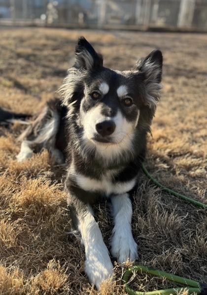 Molly — thumbnail 3