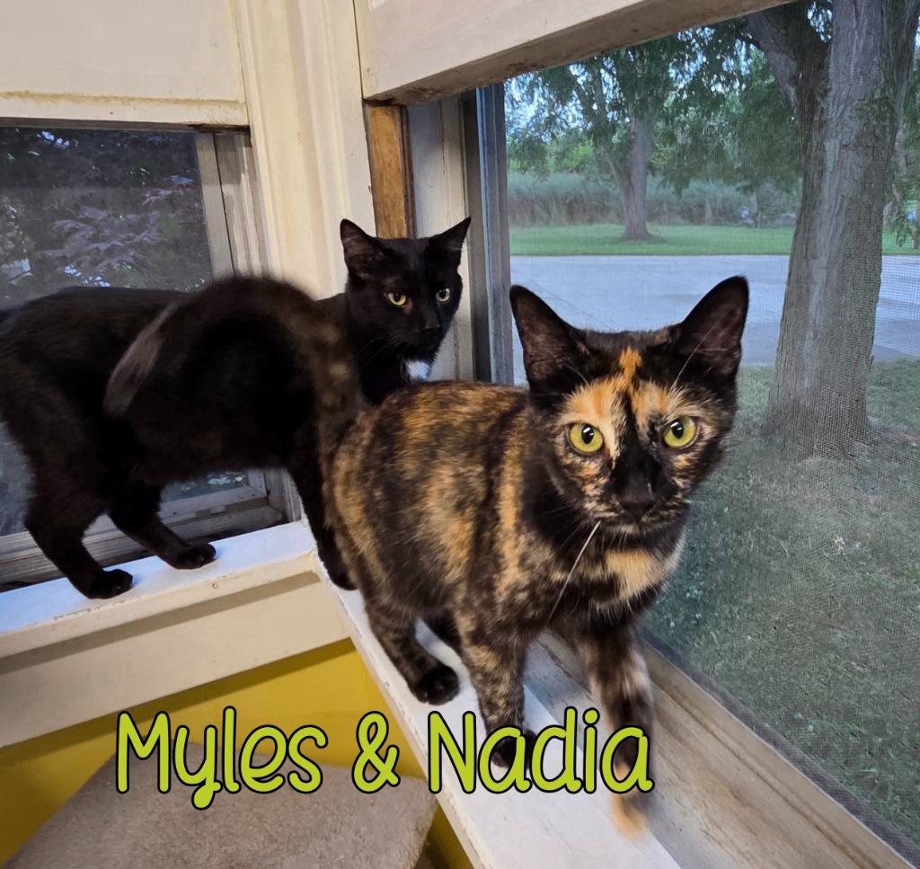 Enlarge Myles, a Adoptable mixed breed in Port Clinton, OH image 1/3