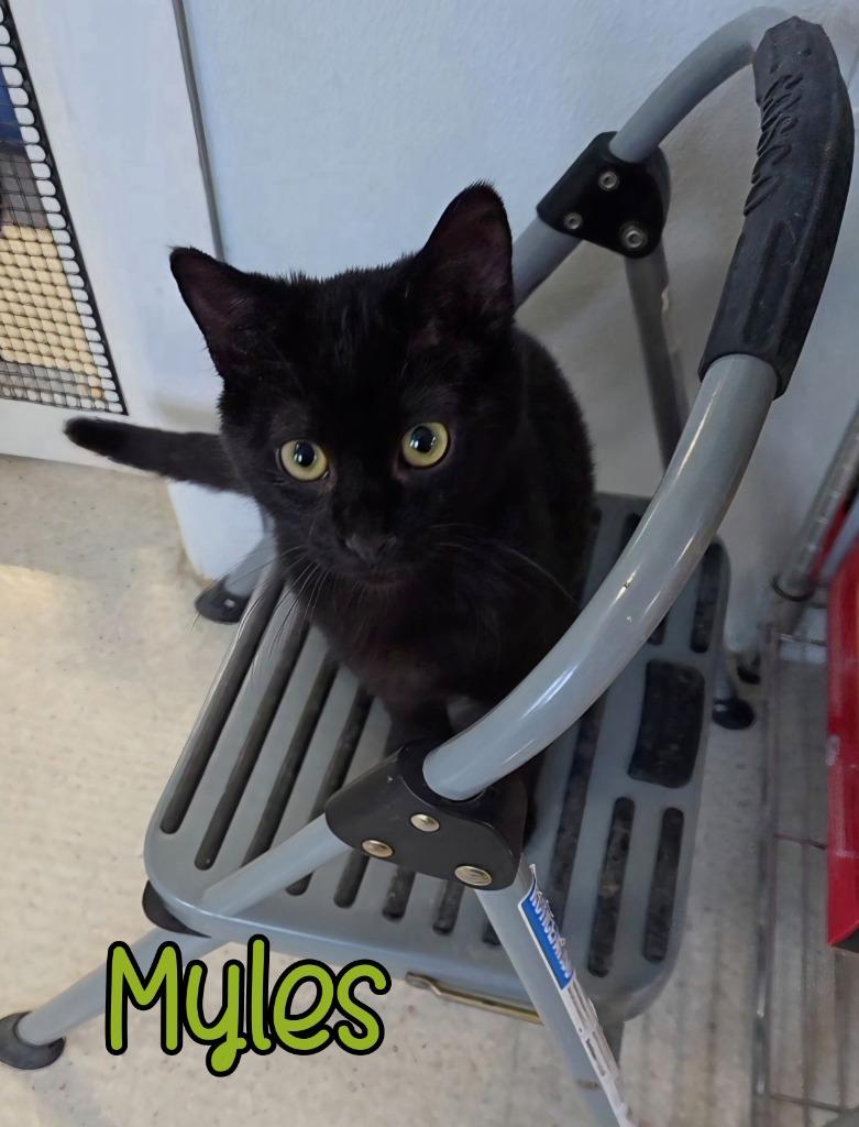 Enlarge Myles, a Adoptable mixed breed in Port Clinton, OH image 2/3