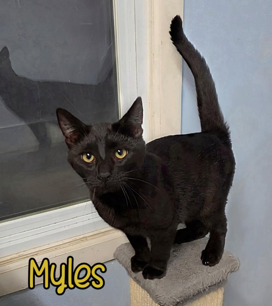 Enlarge Myles, a Adoptable mixed breed in Port Clinton, OH image 3/3