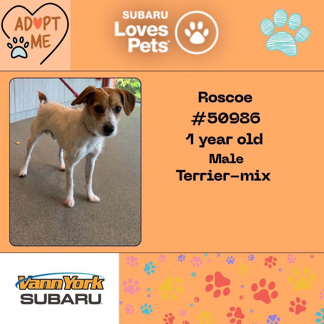 Roscoe, Adoptable, Young Male Terrier.