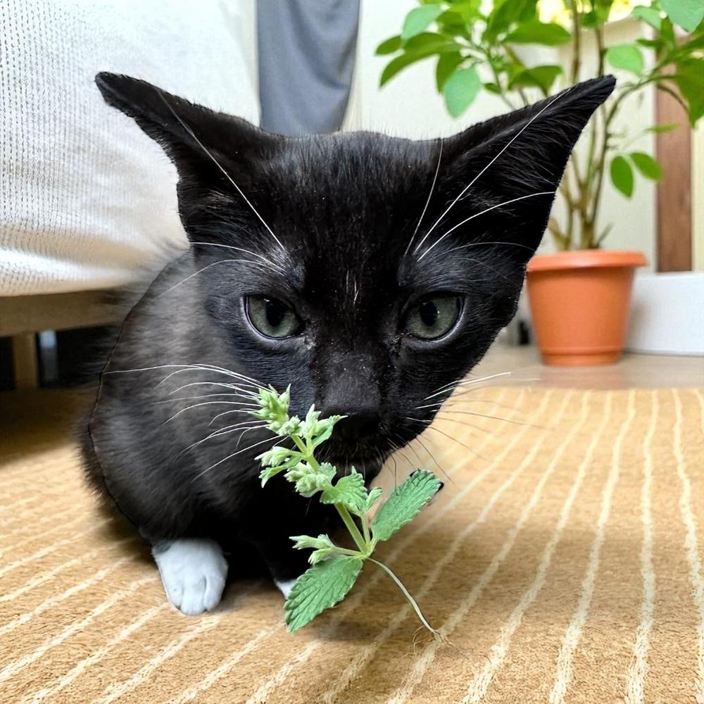 Niko — thumbnail 2