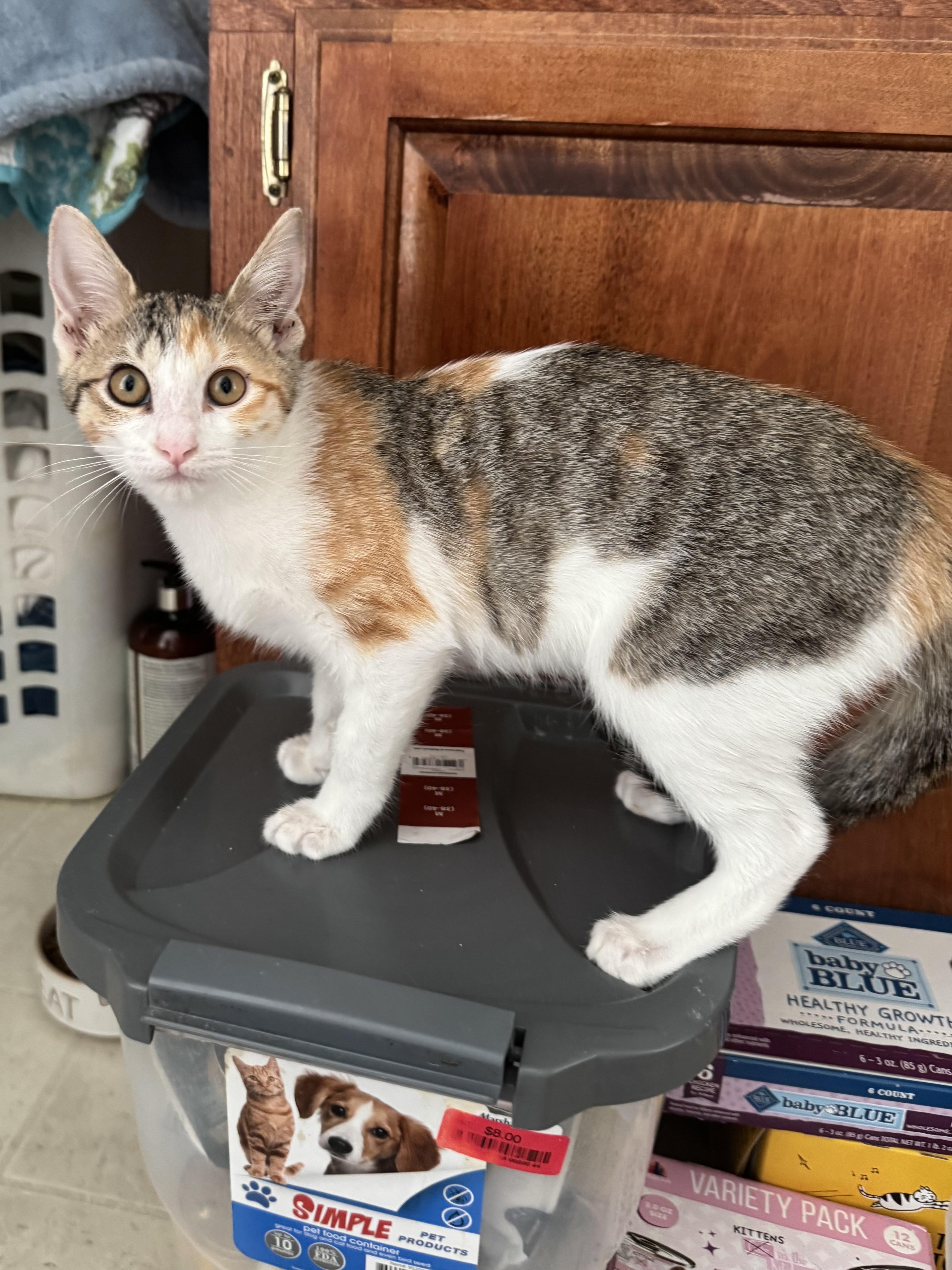 Eunice, Adopted, Young Female Torbie & Domestic Short Hair.