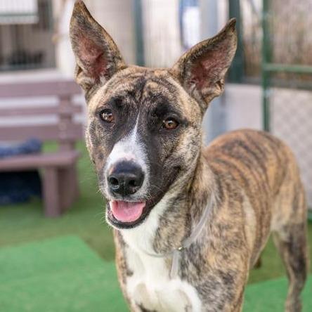 Twilight Joy, Adoptable, Young Female Plott Hound.