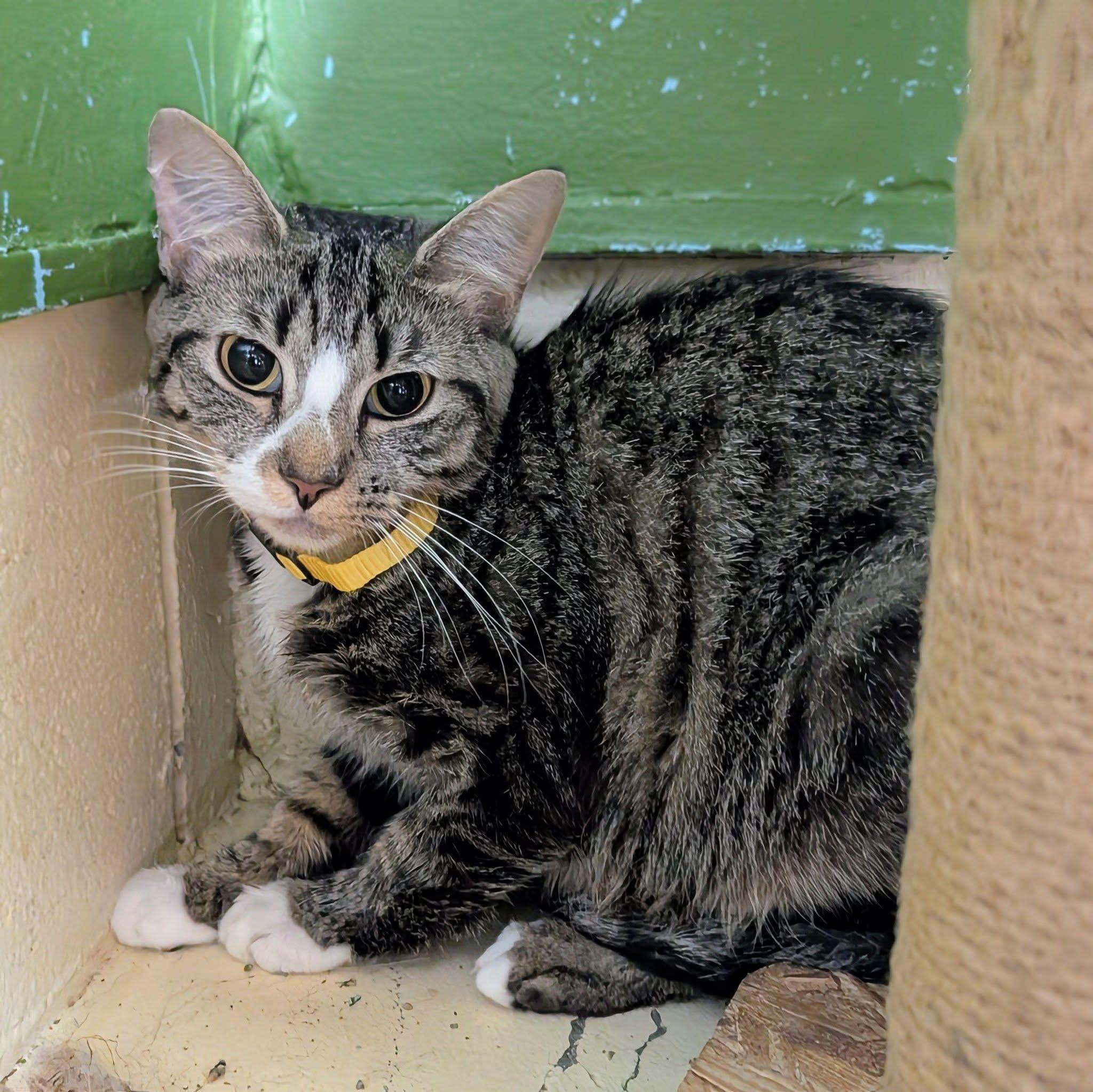 Enlarge Trulicity, a ADOPTABLE Domestic Short Hair in Newburgh, IN image 1/1