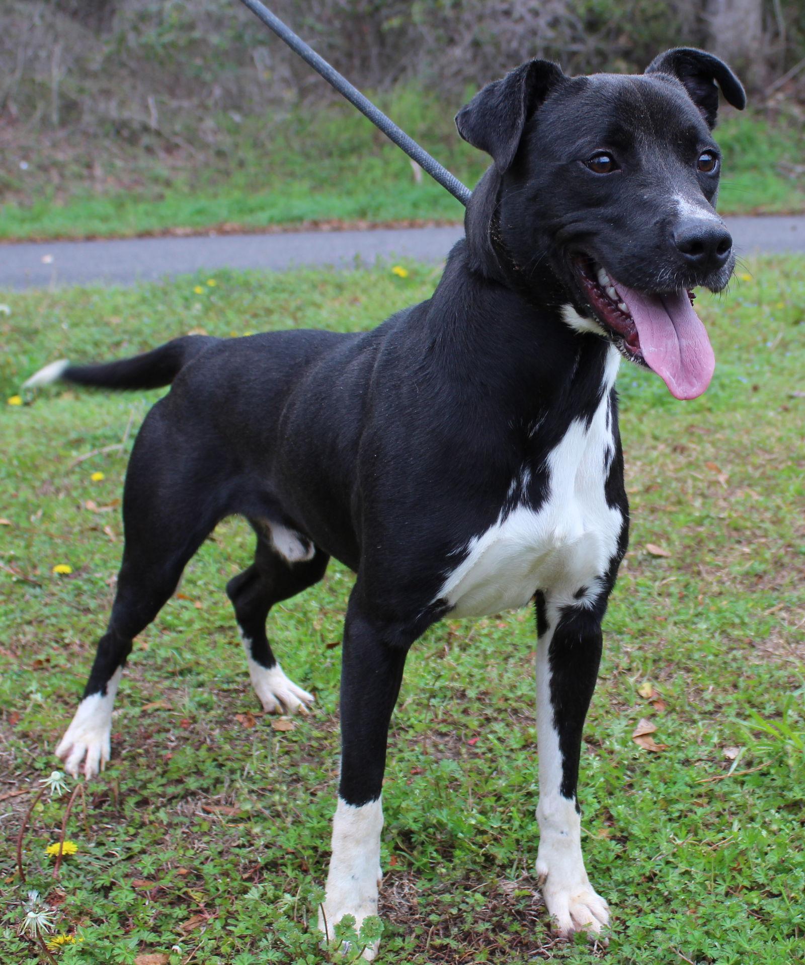 Rod 43203, Adoptable, Young Male Black Labrador Retriever.