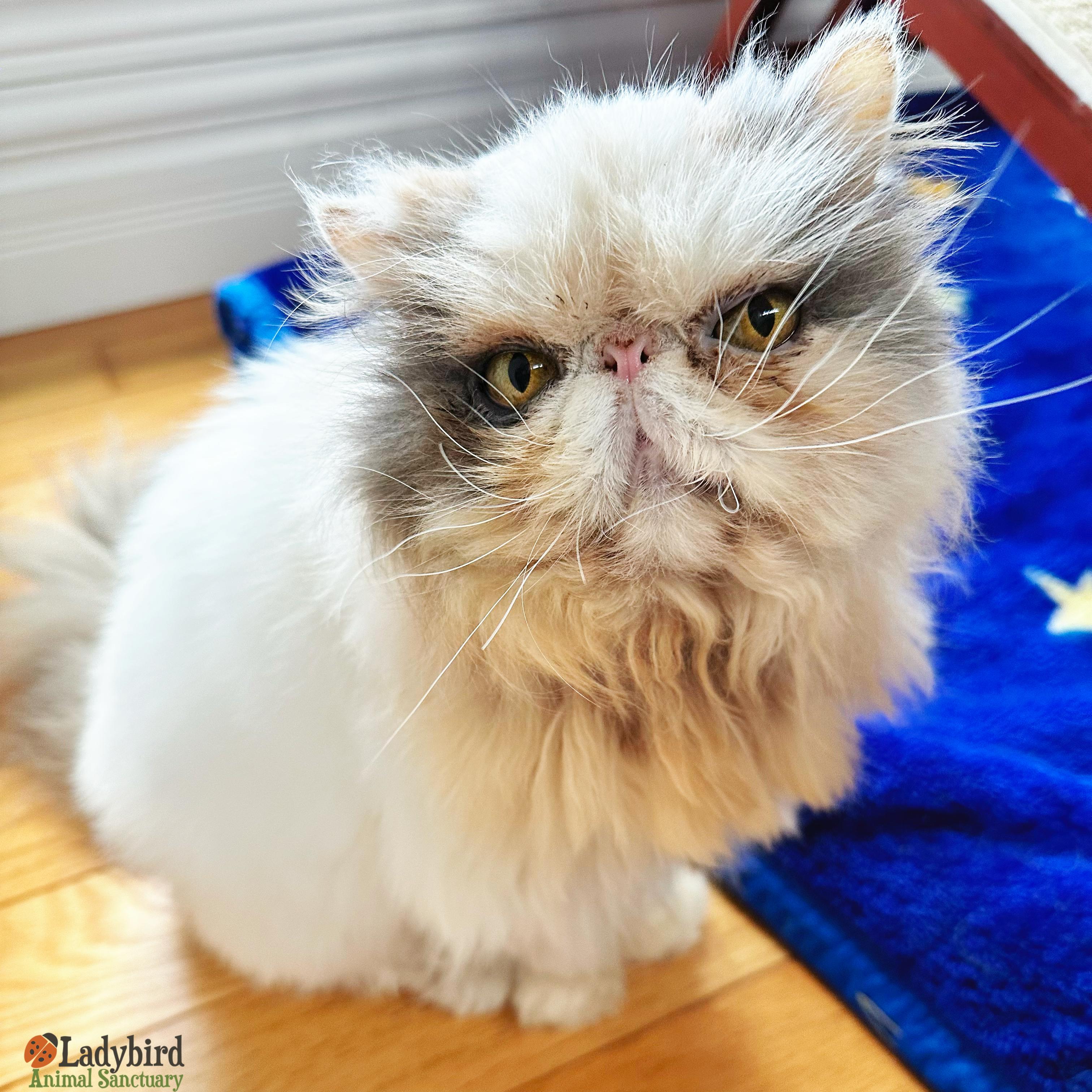 Enlarge Jewel, a ADOPTABLE Persian in Hamilton, ON image 2/5