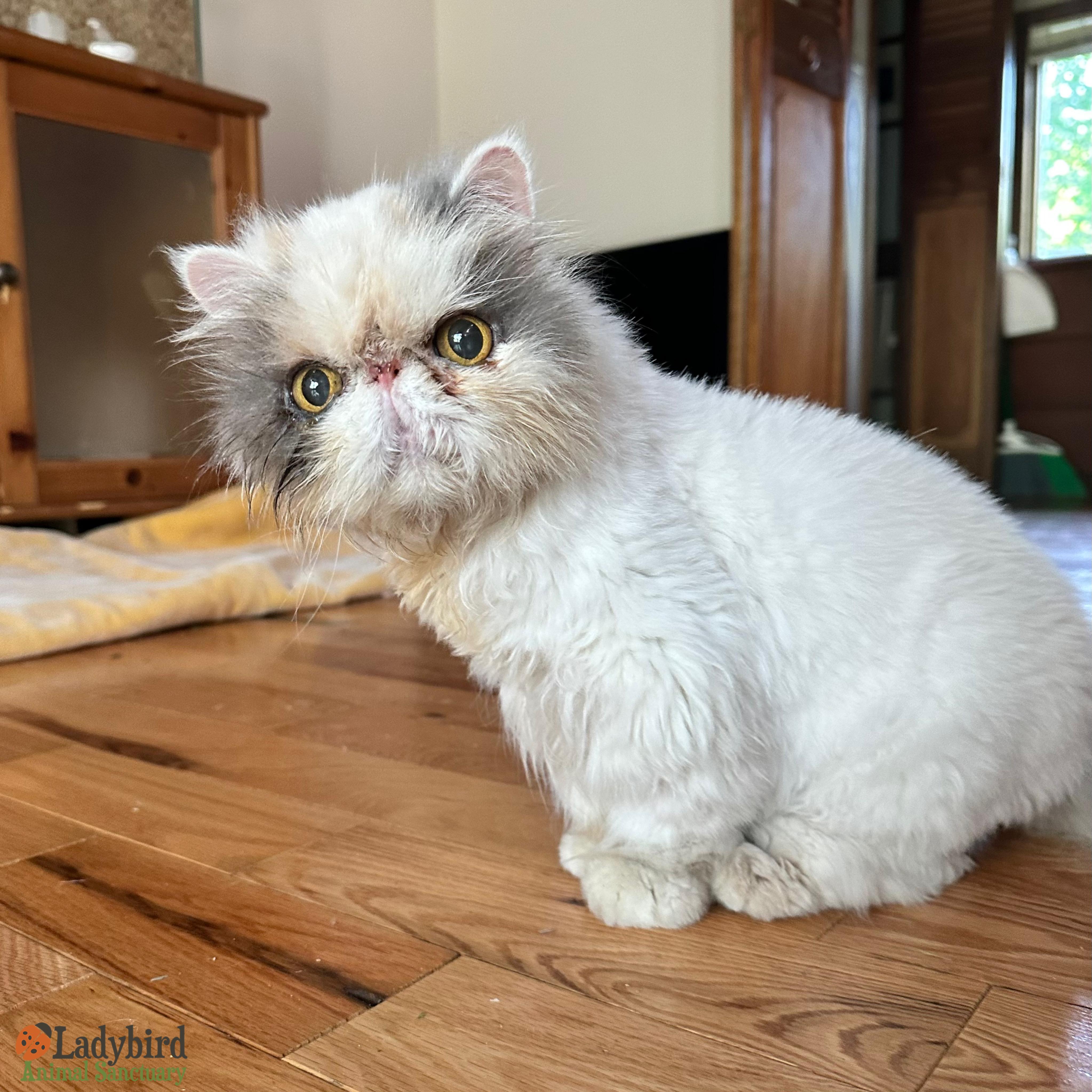 Jewel, ADOPTABLE, Senior Female Persian.