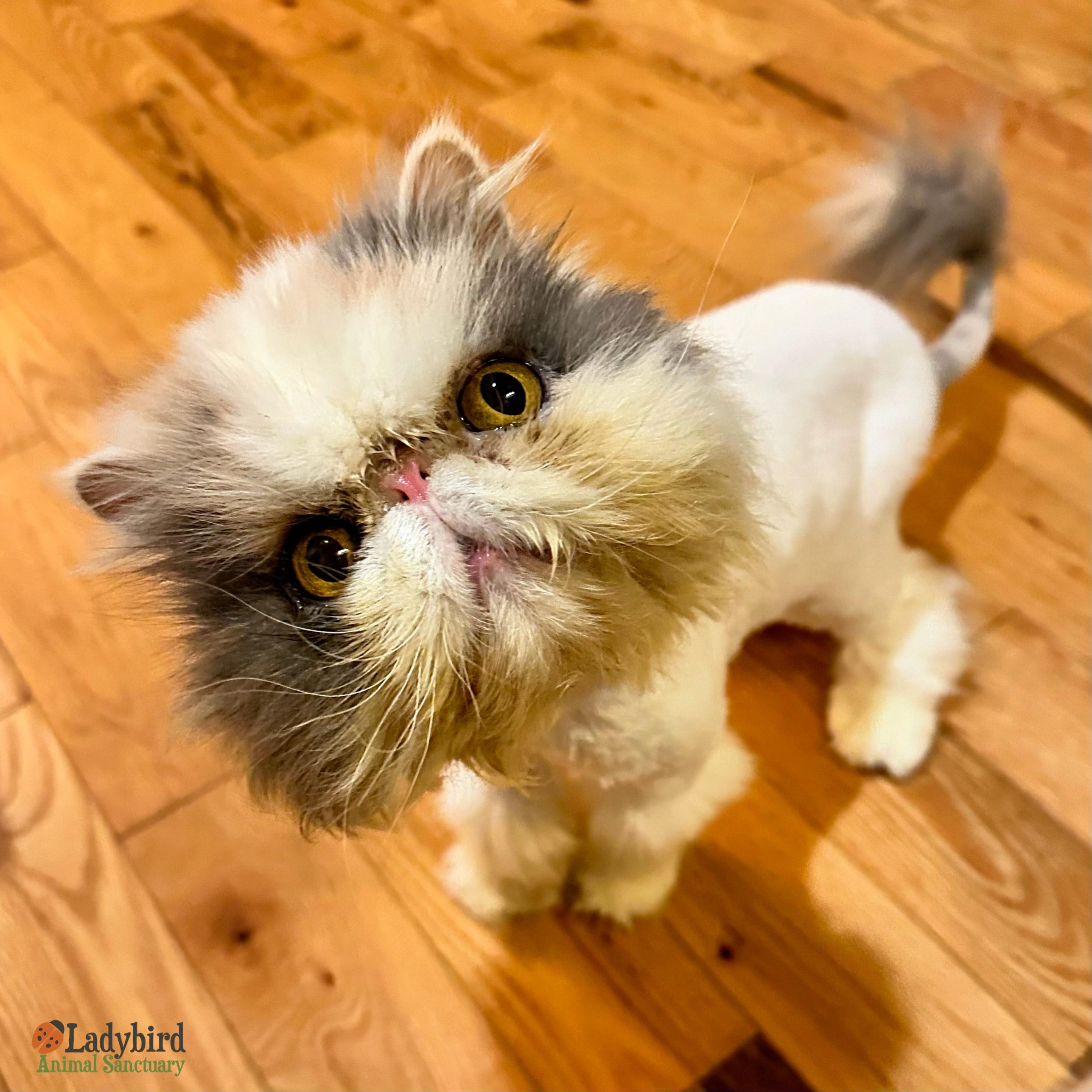 Enlarge Jewel, a ADOPTABLE Persian in Hamilton, ON image 5/5