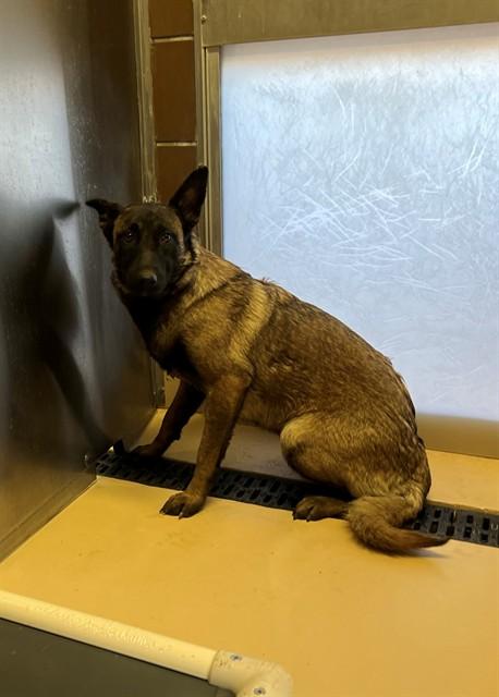 LEILA, Adoptable, Young Female Belgian Shepherd / Malinois.