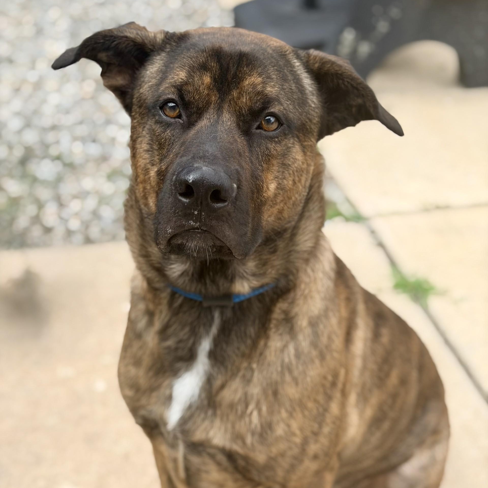 Enlarge Jeffrey, a ADOPTABLE mixed breed in Jackson, NJ image 2/6