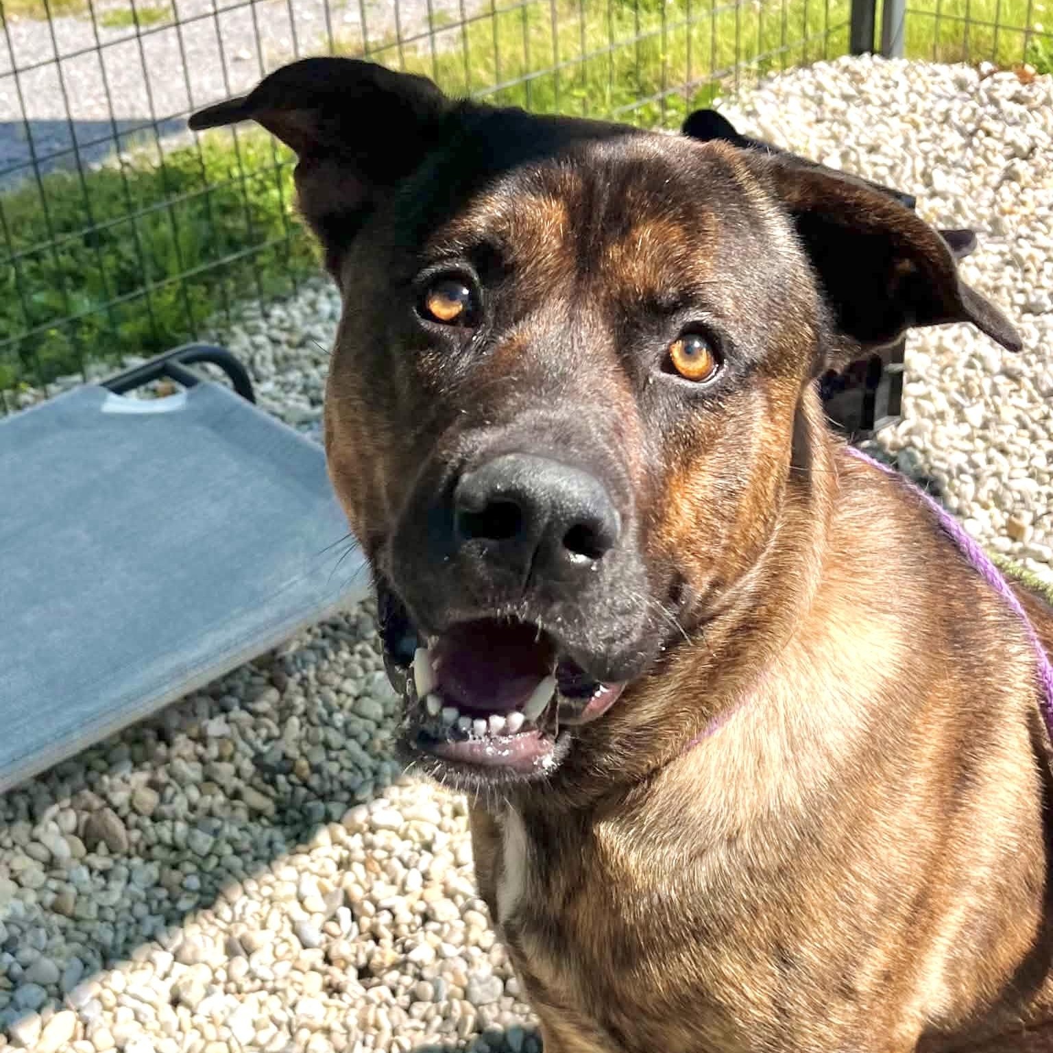 Jeffrey, ADOPTABLE, Adult Male Mastiff & Shepherd.