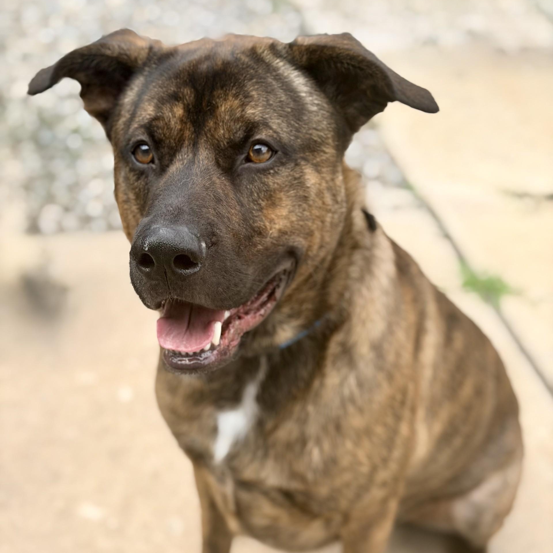 Enlarge Jeffrey, a ADOPTABLE mixed breed in Jackson, NJ image 1/6