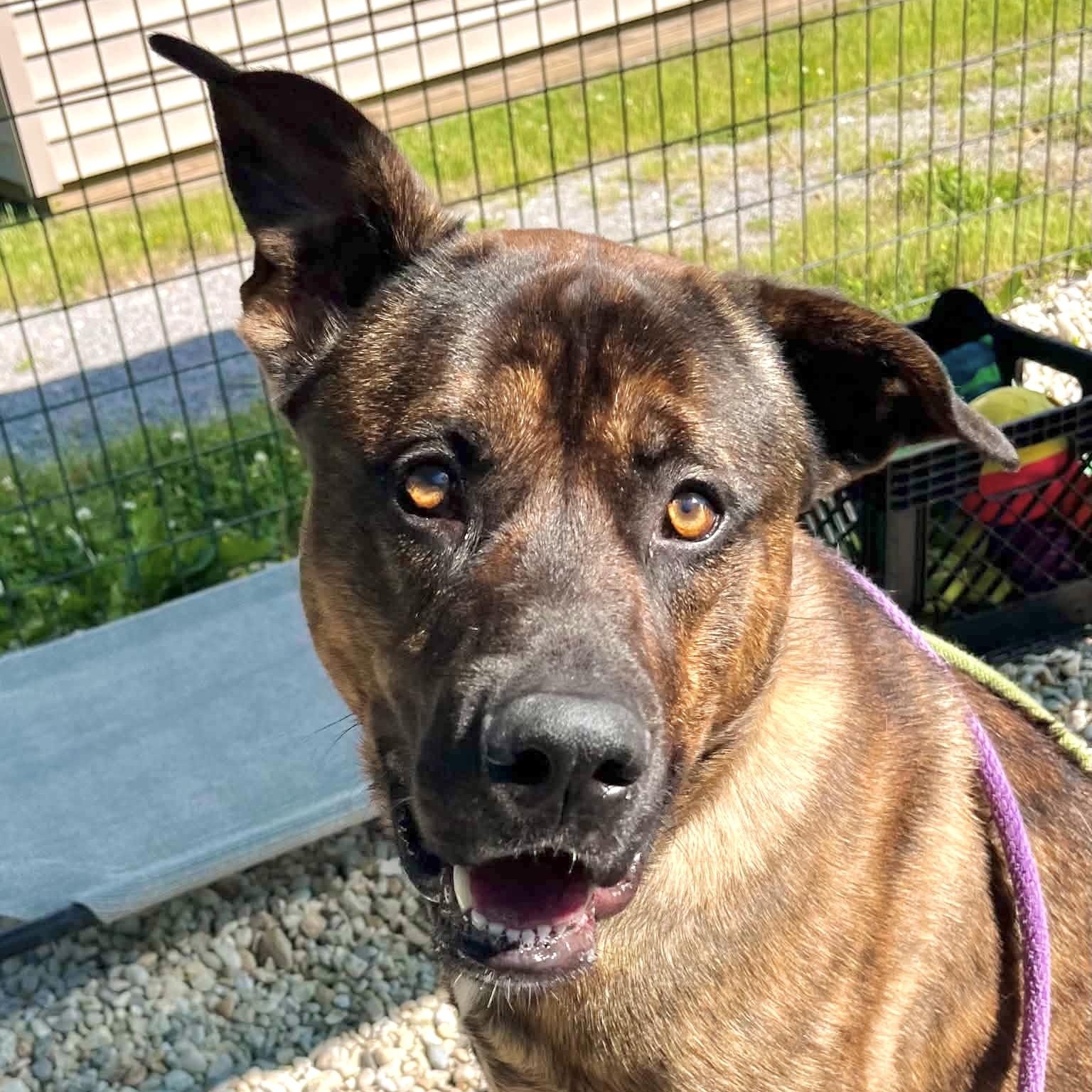 Jeffrey, a ADOPTABLE mixed breed in Jackson, NJ image 2/2