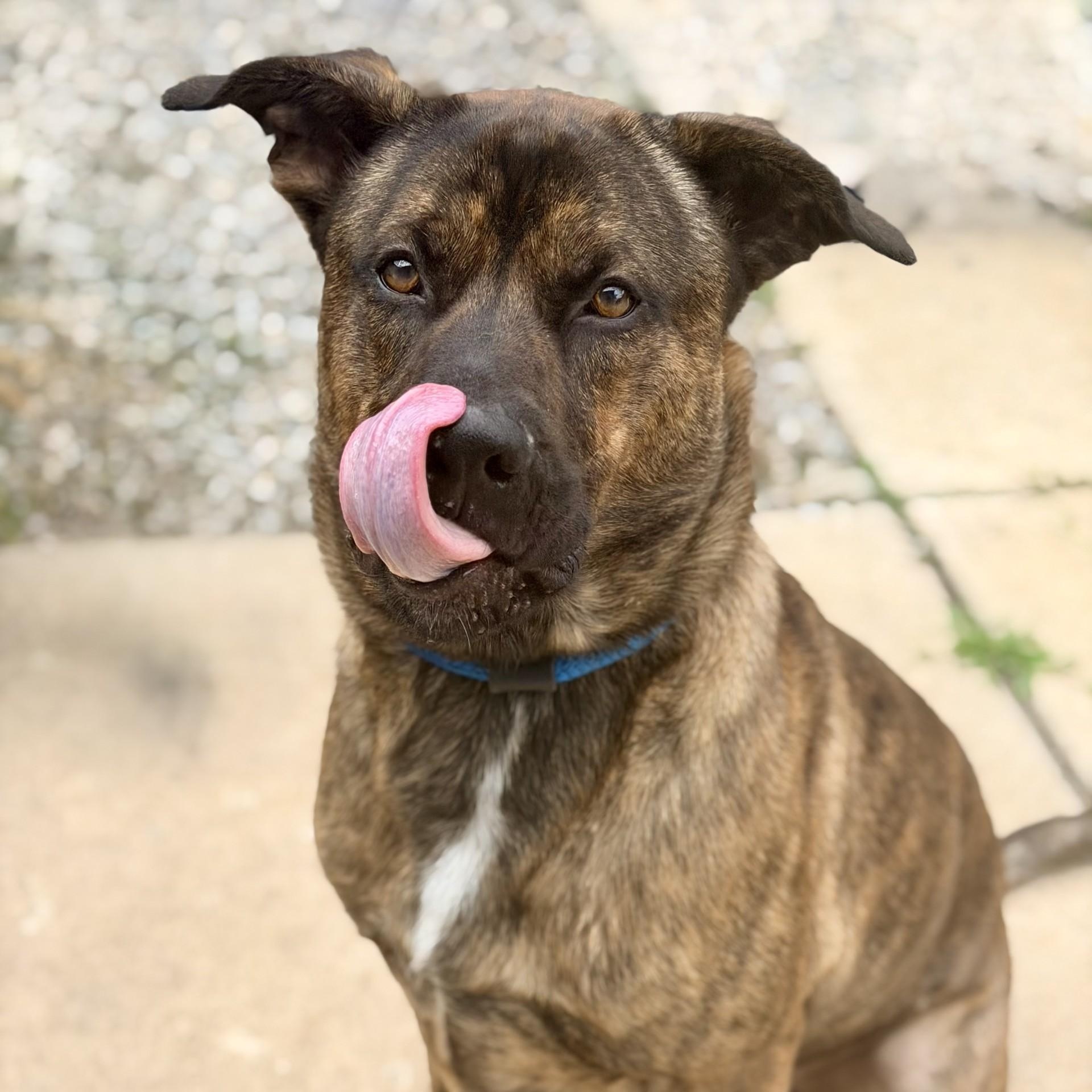 Enlarge Jeffrey, a ADOPTABLE mixed breed in Jackson, NJ image 3/6