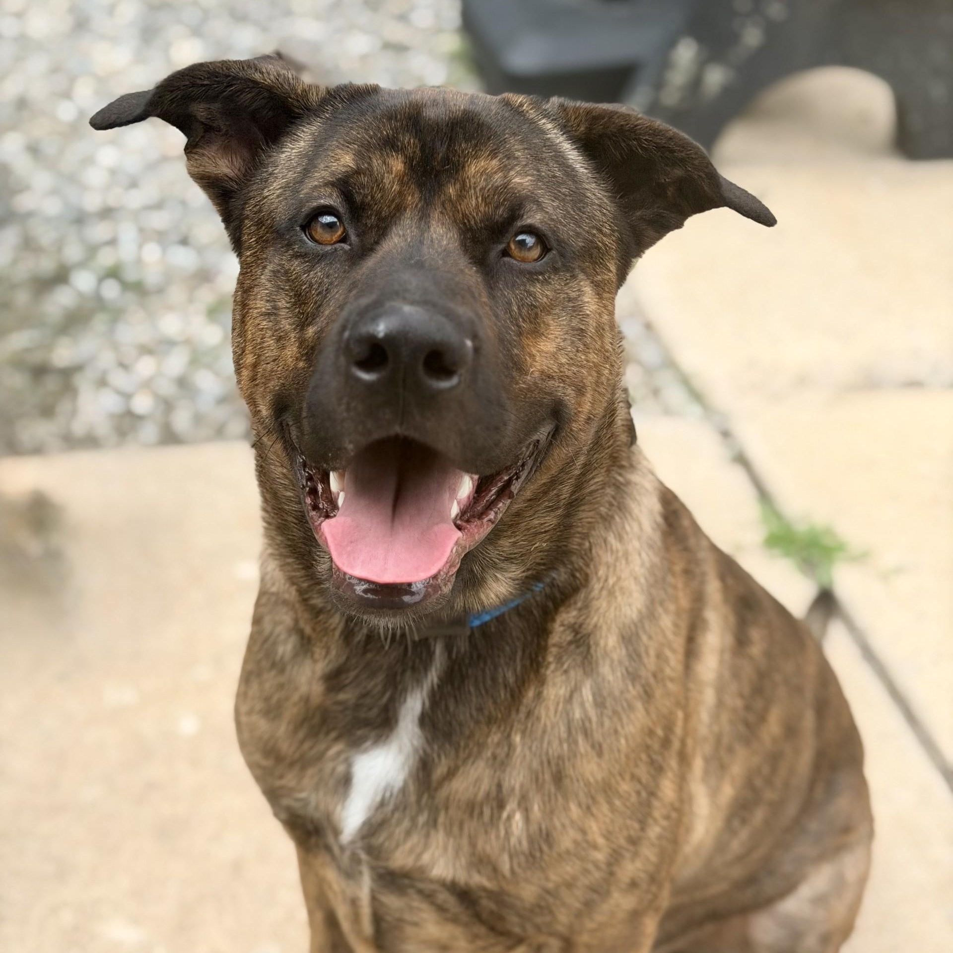 Enlarge Jeffrey, a ADOPTABLE mixed breed in Jackson, NJ image 4/6