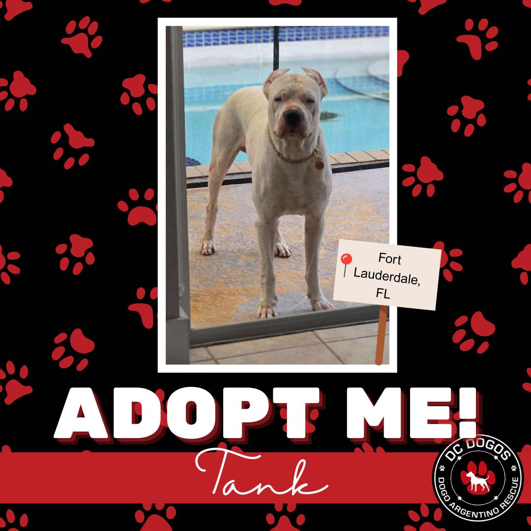 Enlarge Tank, a ADOPTABLE Dogo Argentino in Tampa, FL image 1/1