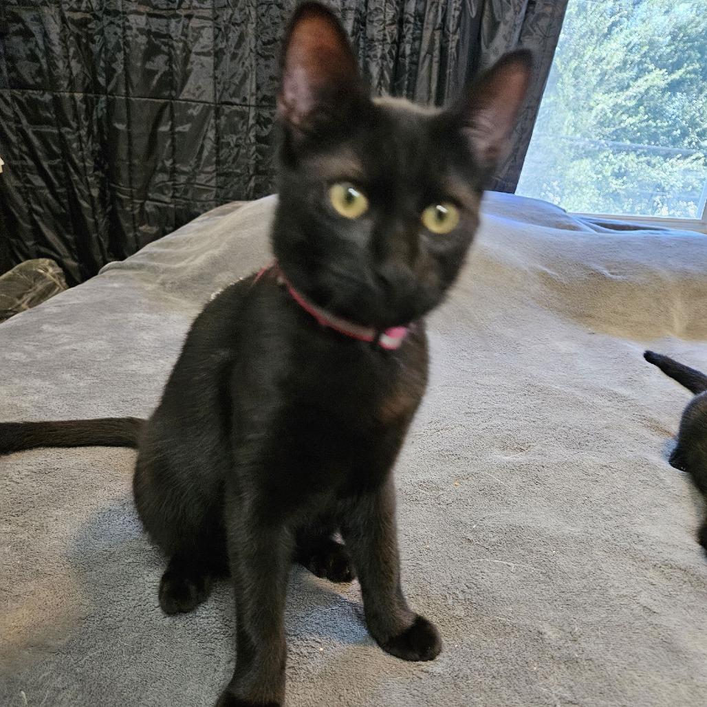 Cudles C9898, a Adoptable Domestic Short Hair in Princeton, MN image 1/3