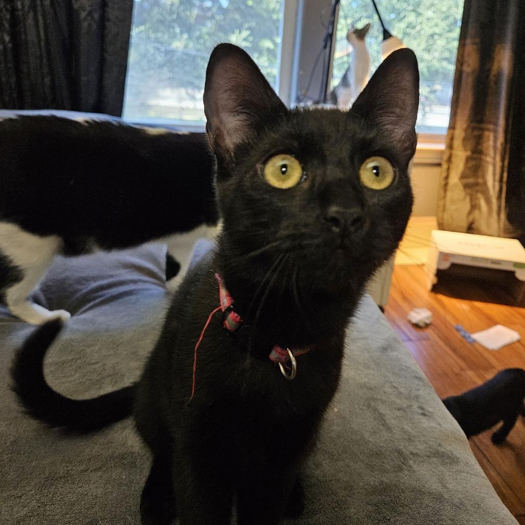 Cudles C9898, a Adoptable Domestic Short Hair in Princeton, MN image 2/3