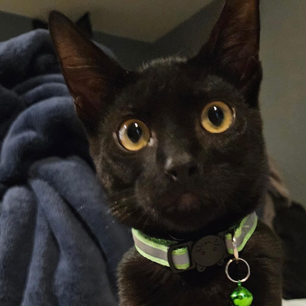 Cudles C9898, a Adoptable Domestic Short Hair in Princeton, MN image 3/3