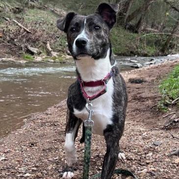 Jamie, Adoptable, Adult Female Mixed Breed.
