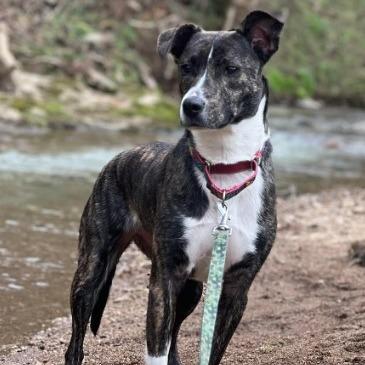 Jamie, a Adoptable Mixed Breed in Gordonsville, TN image 2/4