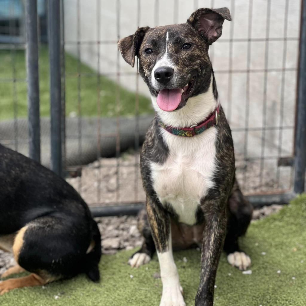 Jamie, a Adoptable Mixed Breed in Gordonsville, TN image 3/4