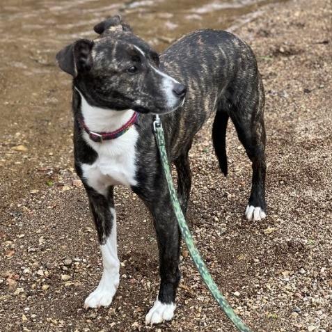 Jamie, a Adoptable Mixed Breed in Gordonsville, TN image 4/4