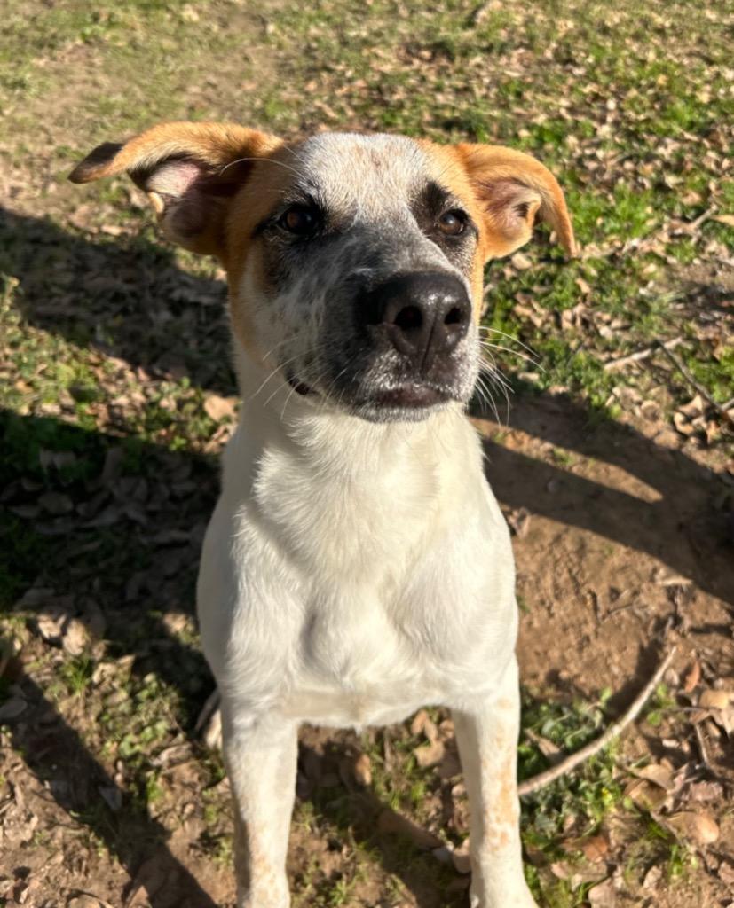 Enlarge Orion, a Adoptable mixed breed in Seven Points, TX image 1/1