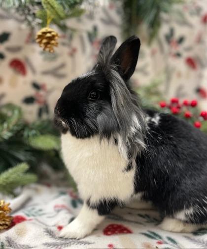 Enlarge Hyacinth, a Adoptable Bunny Rabbit in Eugene, OR image 1/2