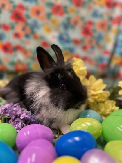 Enlarge Hyacinth, a Adoptable Bunny Rabbit in Eugene, OR image 2/2