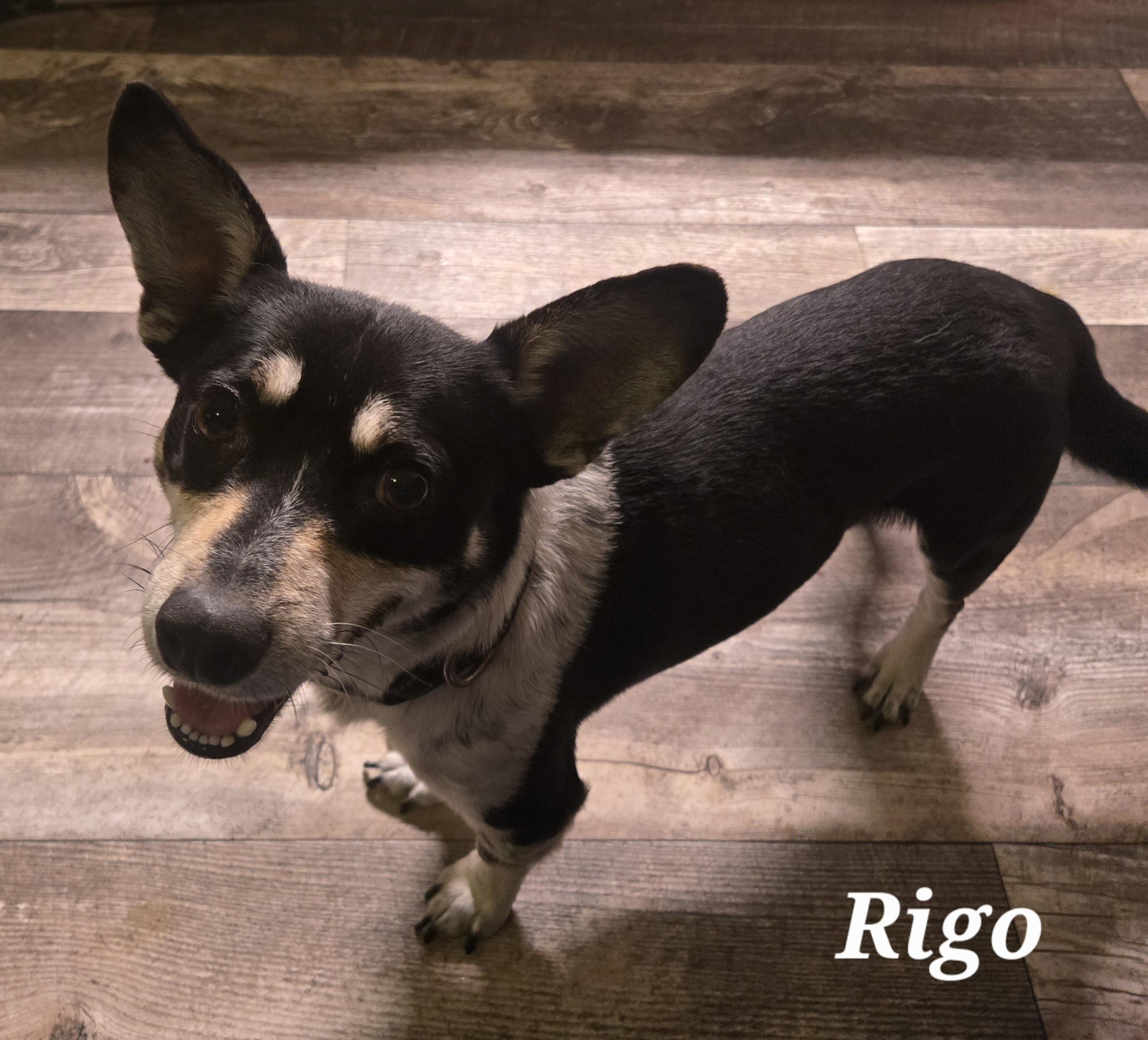 Enlarge Rigo, a Adoptable mixed breed in Max Meadows, VA image 1/2