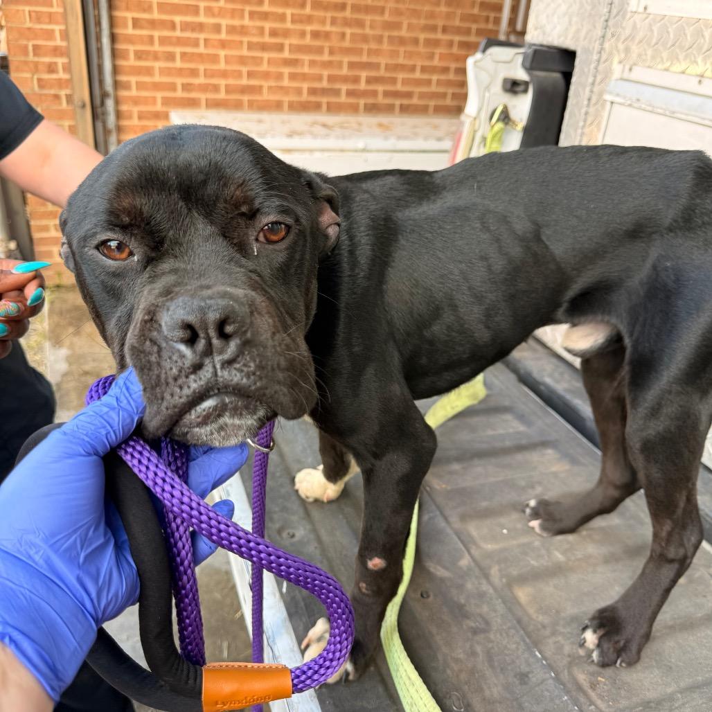 Liam — thumbnail 2