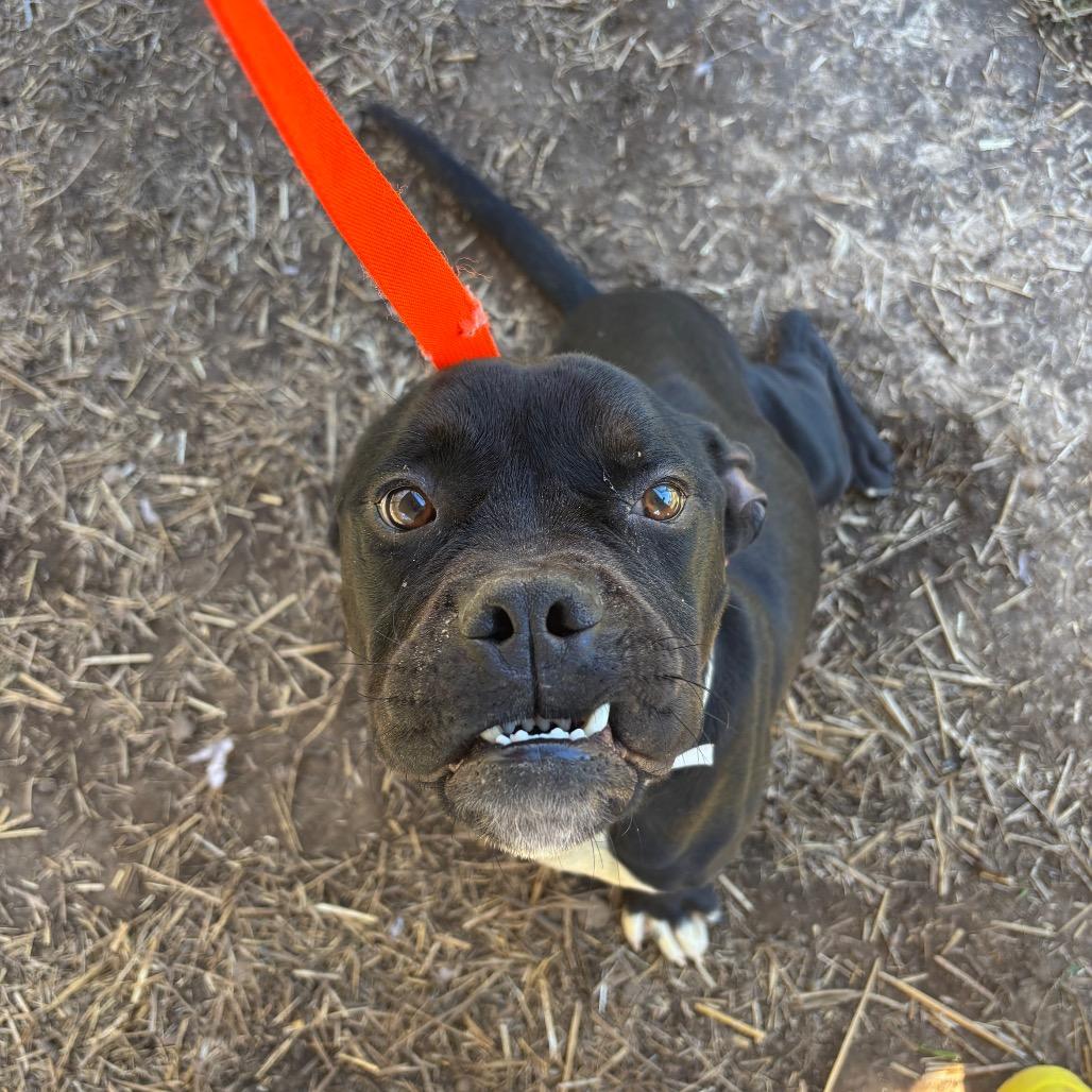 Liam — thumbnail 3