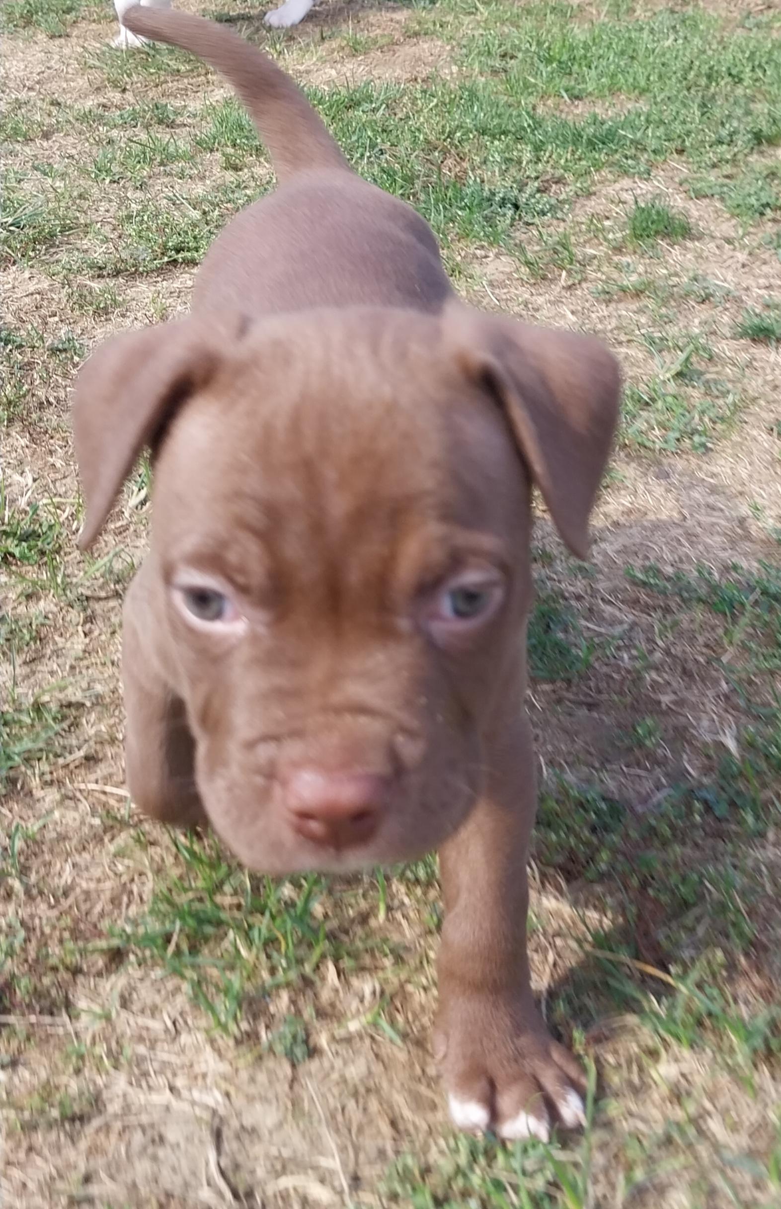 Pitbull Puppies/Pablo, Potato