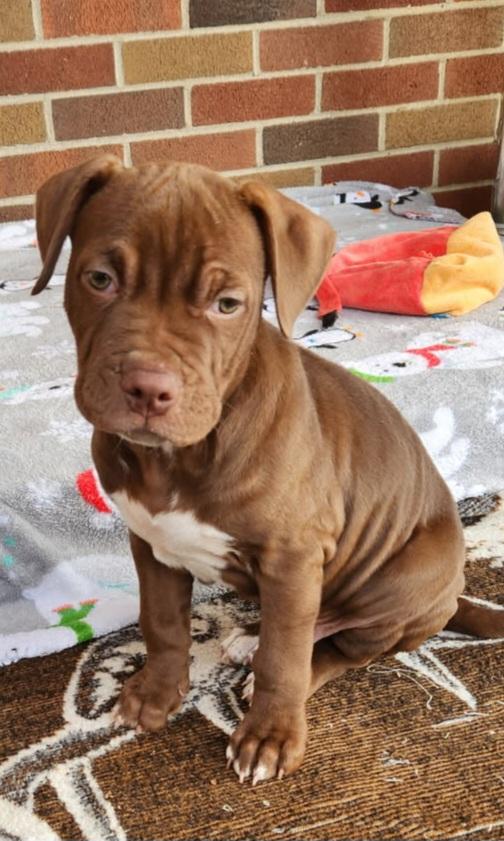 Pitbull Puppies/Pablo, Potato