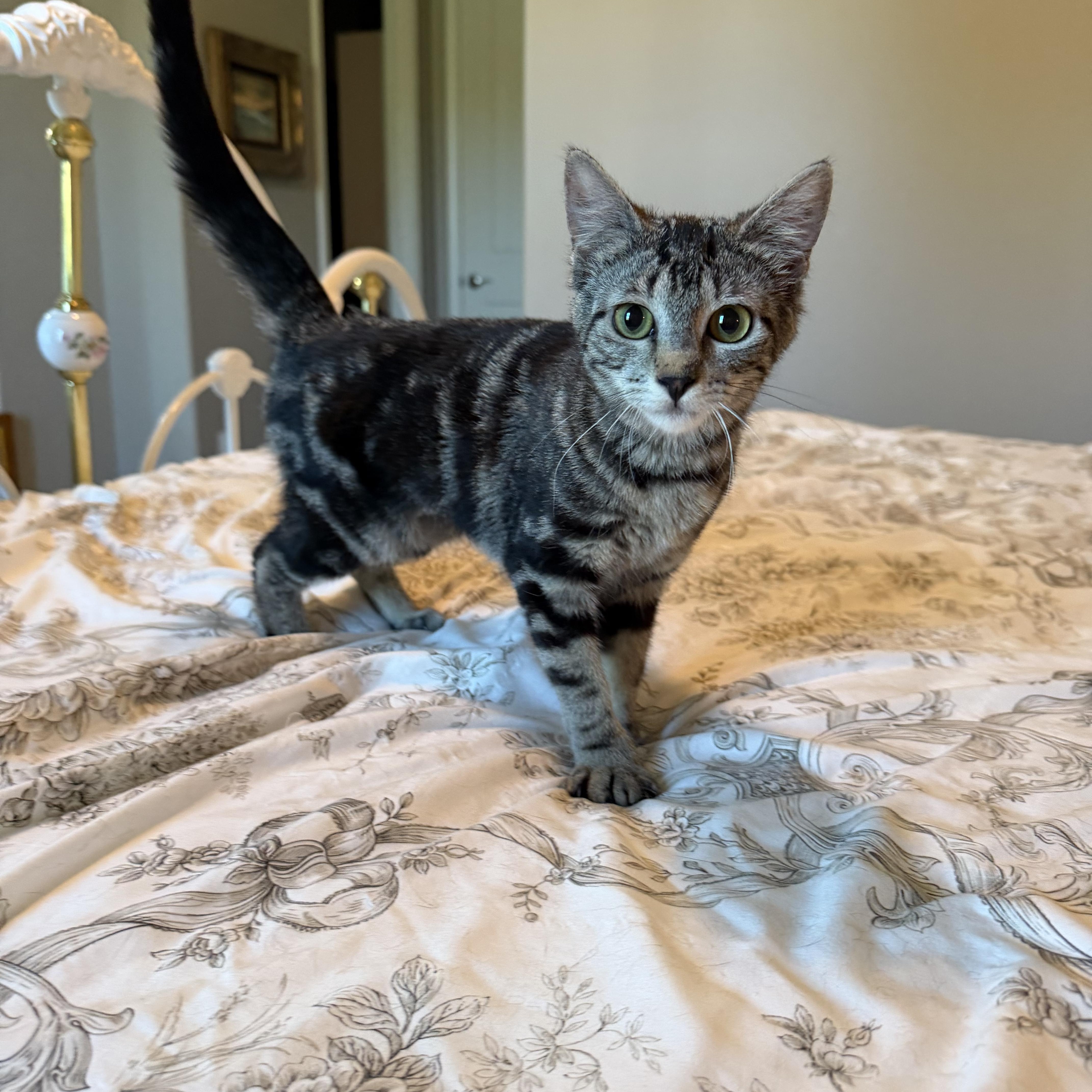 Tulip, ADOPTABLE, Kitten Female Domestic Short Hair.