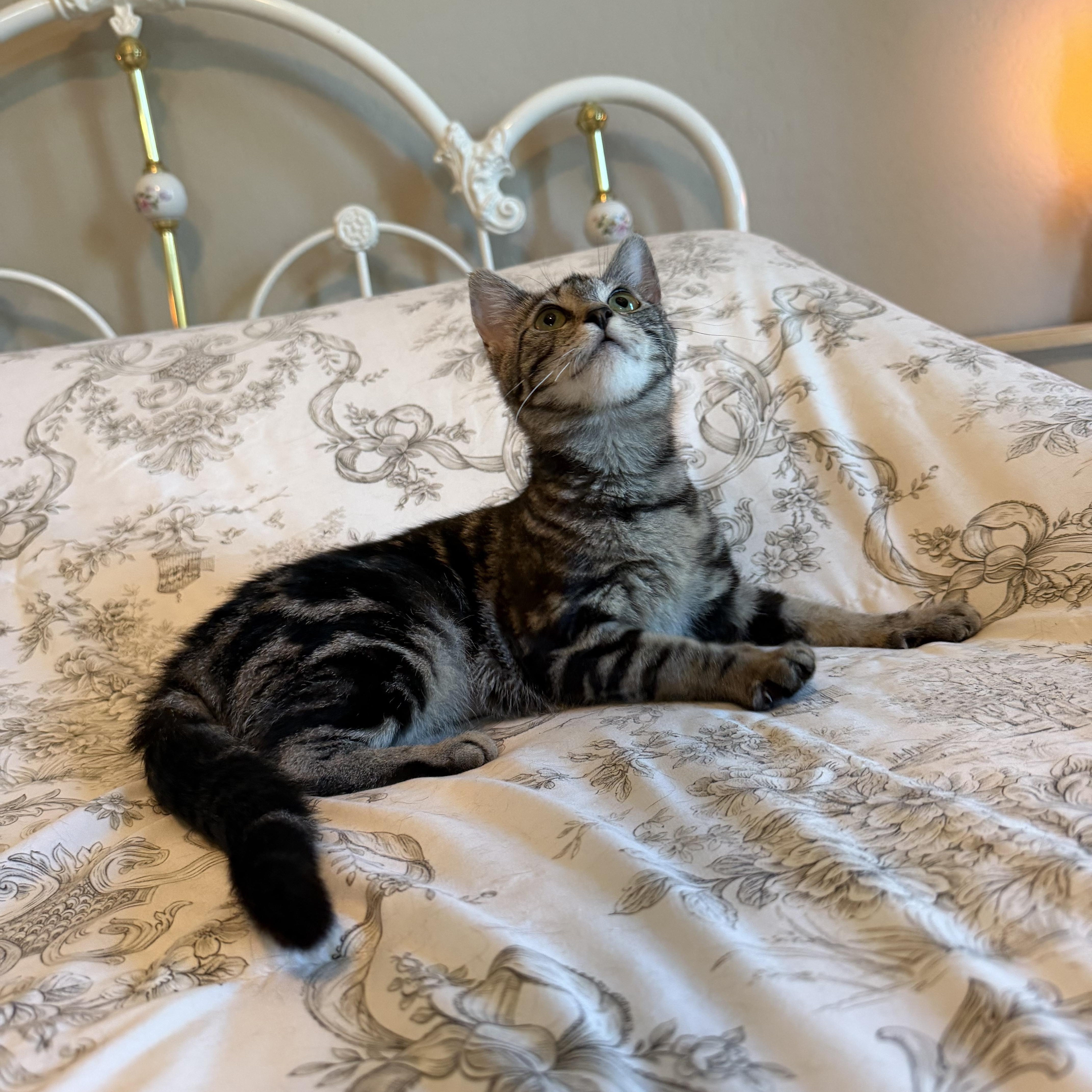 Enlarge Tulip, a ADOPTABLE Domestic Short Hair in queen creek, AZ image 4/4