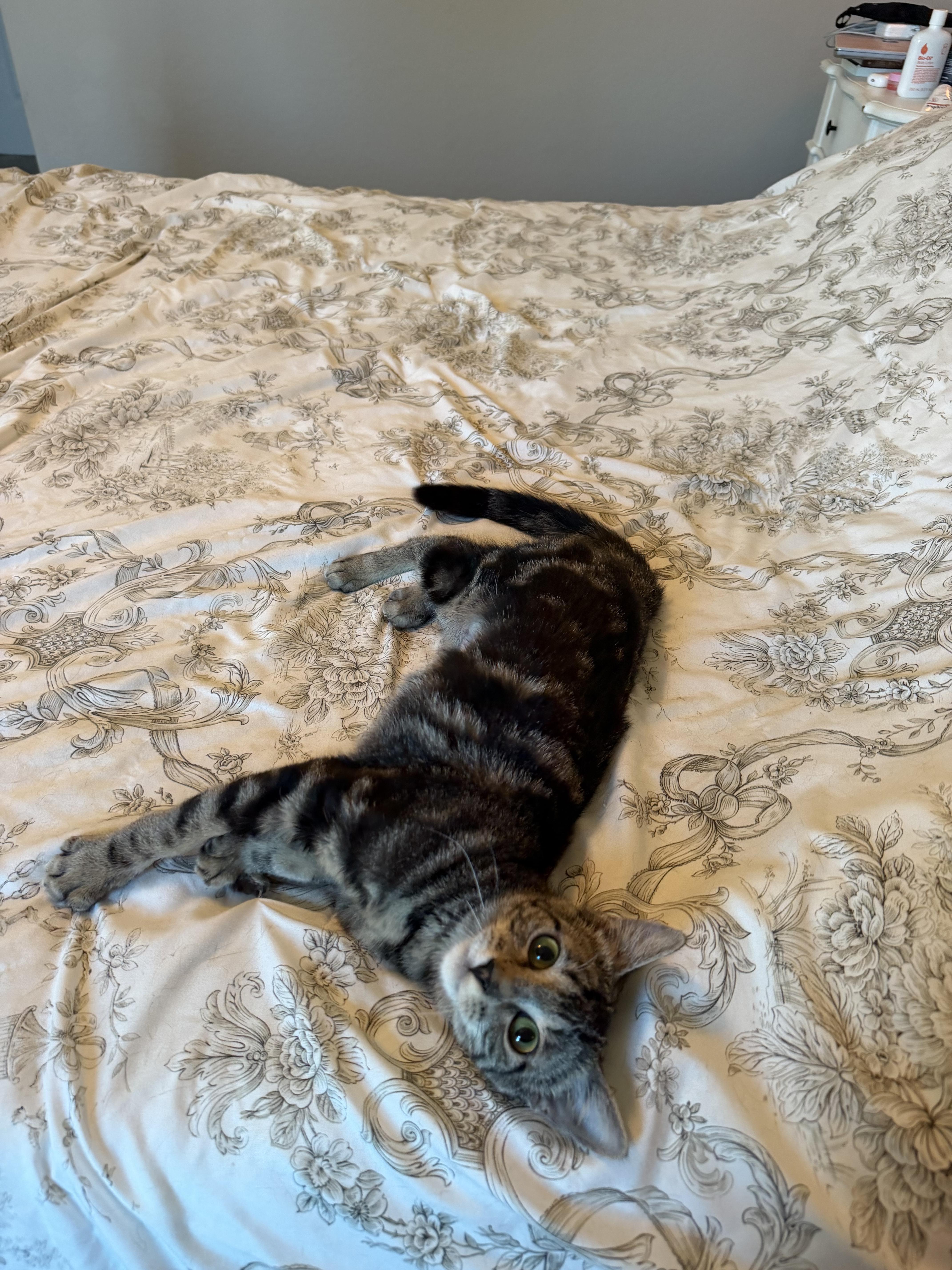 Enlarge Tulip, a ADOPTABLE Domestic Short Hair in queen creek, AZ image 2/4