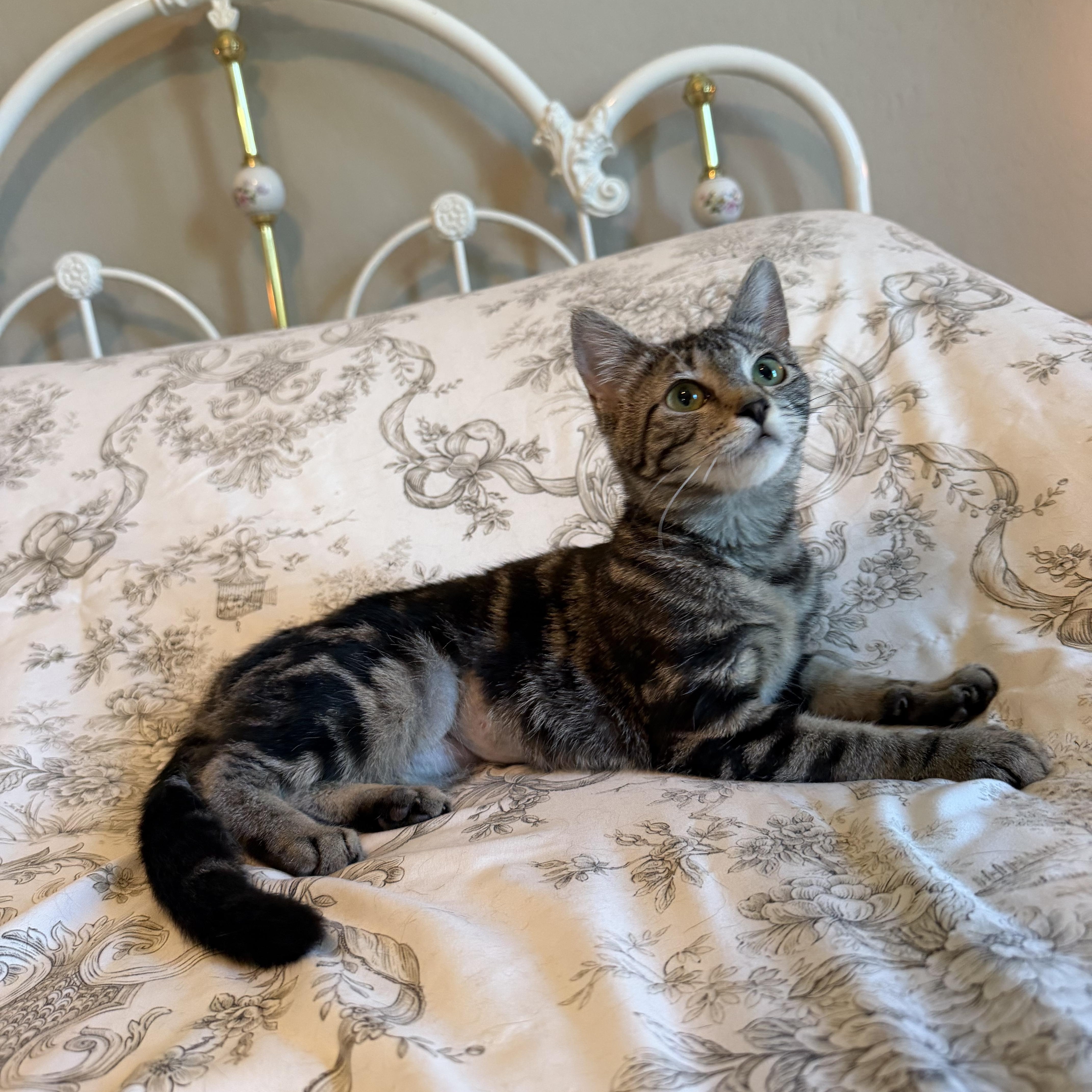 Enlarge Tulip, a ADOPTABLE Domestic Short Hair in queen creek, AZ image 3/4