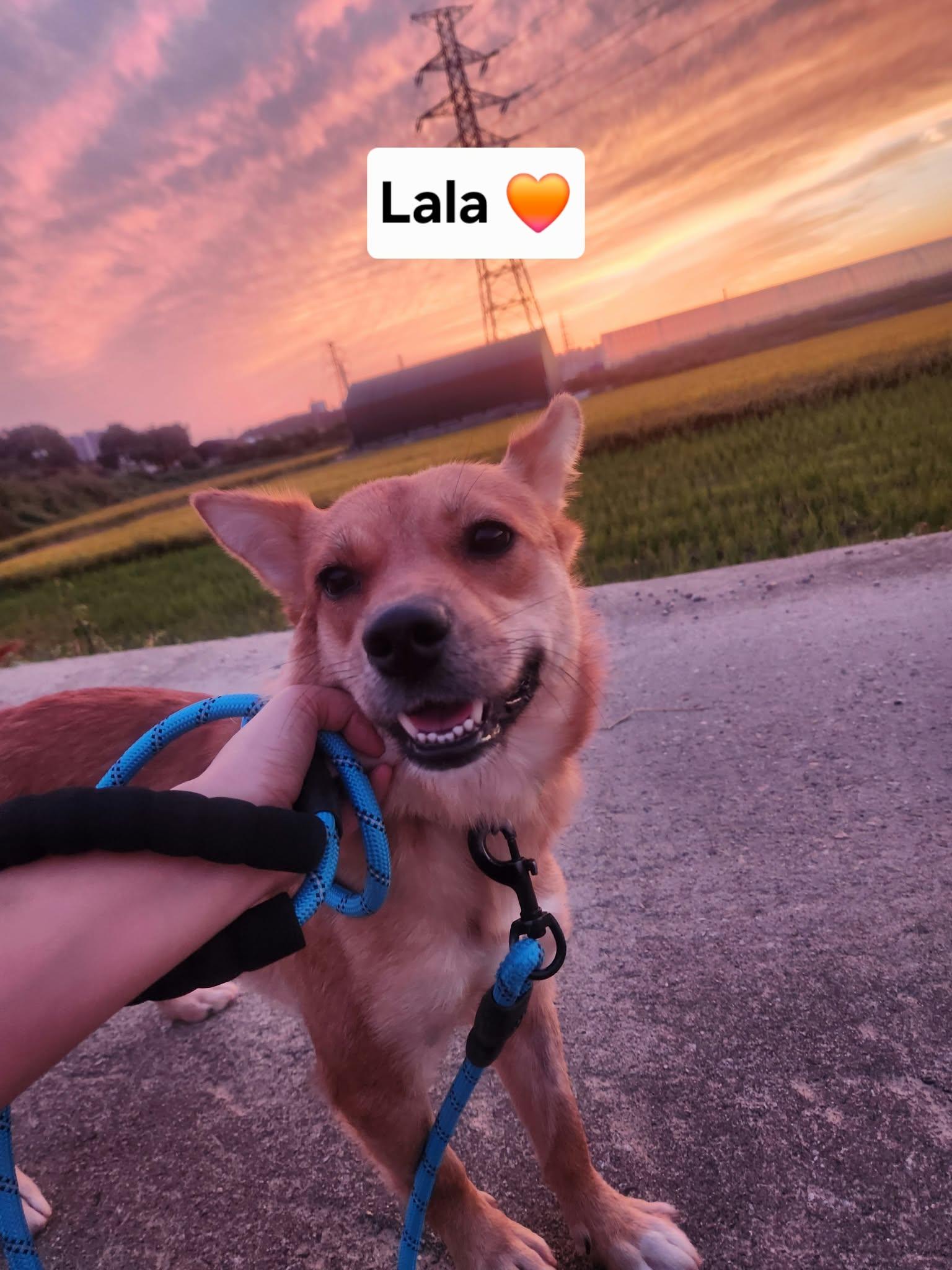 LALA, Adoptable, Puppy Female Jindo & Corgi.