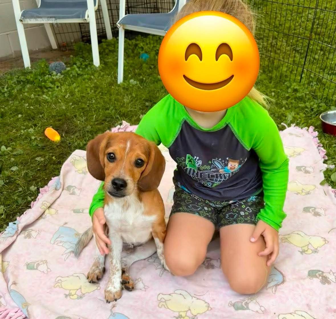 Henry, an adopted mixed breed in Rochester, NY image 1/6
